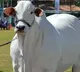 Nellore Breed Cow Sold for ₹40 Crore in Brazil, Enters Guinness World Records