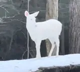 Rare Albino Deer Caught On Camera Internet Calls It Absolute Beauty
