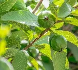 are guava leaves good for diabetics