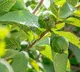 are guava leaves good for diabetics