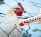 Bird Flu Outbreak in East Godavari: Officials Urge Caution