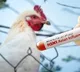 Bird Flu Outbreak in East Godavari: Officials Urge Caution
