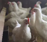 Telangana turns back poultry vehicles coming from Andhra due to bird flu