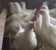 Telangana turns back poultry vehicles coming from Andhra due to bird flu