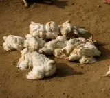 Bird Flu in Andhra Pradesh