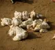 Bird Flu in Andhra Pradesh