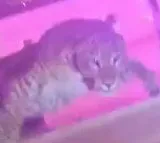Leopard guests in wedding ceremony in Lucknow