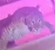 Leopard guests in wedding ceremony in Lucknow