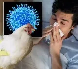 Eluru Reports First Bird Flu Case in a Human; Health Officials on Alert