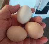 US Egg Prices Reach 45 Year High as Bird Flu Intensifies