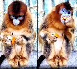 monkey spitout fruit and ate peel of Orange