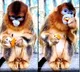 monkey spitout fruit and ate peel of Orange