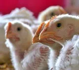 Bird Flu Scare in Hyderabad and Nalgonda After Dead Chickens Found in Reservoir