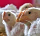 Bird Flu Scare in Hyderabad and Nalgonda After Dead Chickens Found in Reservoir