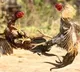 Auction for roosters caught in cock fight
