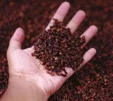 health benefits of chewing cloves daily
