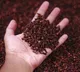 health benefits of chewing cloves daily