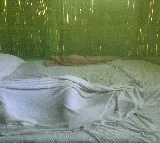 Philippine town Fights Dengue With Cash