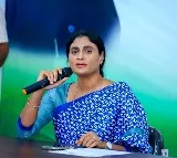 YS Sharmila Slams Government Over Plight of Chilli Farmers