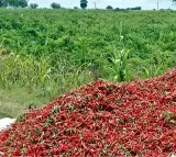 Chandrababu Naidu’s Efforts Yield Results: Center Supports AP Mirchi Farmers