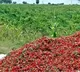 Chandrababu Naidu’s Efforts Yield Results: Center Supports AP Mirchi Farmers