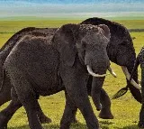 5 devotees dead in Elephants attack in Annamayya district