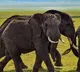 5 devotees dead in Elephants attack in Annamayya district