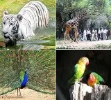Zoo Park prices will be high