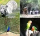 Zoo Park prices will be high