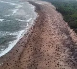 Odisha sets new record as 7 lakh Olive Ridley Turtles arrive at the coast for nesting