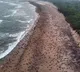 Odisha sets new record as 7 lakh Olive Ridley Turtles arrive at the coast for nesting