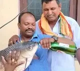 Fish being made drink beer by a man