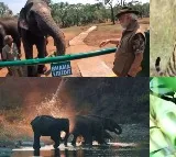 Let's safeguard species' future for generations to come: PM Modi on World Wildlife Day