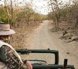 PM Modi lion safari in Gir forest