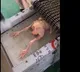 Food processing skills by machines