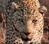 Leopard sighting on Alipiri walkway in Tirupati sends panic among devotees