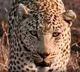 Leopard sighting on Alipiri walkway in Tirupati sends panic among devotees
