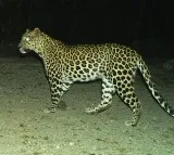 Leopard caught in cameras at Alipiri foot way