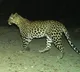 Leopard caught in cameras at Alipiri foot way