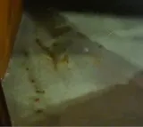 UP MLA Spits Gutka Inside Assembly; Speaker Urges Voluntary Admission