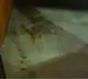 UP MLA Spits Gutka Inside Assembly; Speaker Urges Voluntary Admission