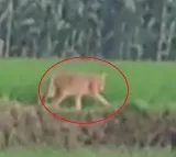 Tiger Spotted In Jaishankar Bhupalapally District Village
