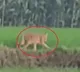 Tiger Spotted In Jaishankar Bhupalapally District Village
