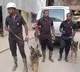 Cadaver dogs, robotic experts deployed for Telangana tunnel rescue operation
