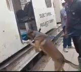 Cadavar Dog Squad joins rescue operation at SLBC Tunnel
