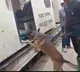 Cadavar Dog Squad joins rescue operation at SLBC Tunnel