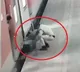 Railway Cop Rescues Woman Dragged By Train At Mumbai Station