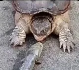 Turtle swallows a fish with lightning fast