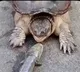 Turtle swallows a fish with lightning fast
