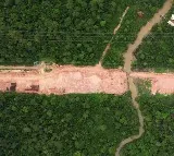 Brazil Cuts Down Thousands Of Trees In Amazon Rainforest To Build Road For Climate Summit